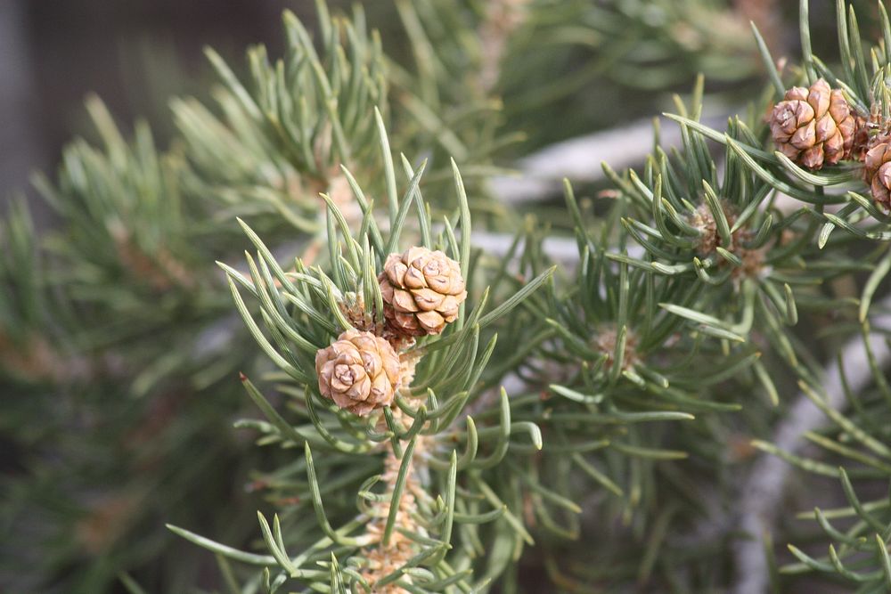 Single-leaf pine (Pinus monophylla) cones; Split Rock Loop Trail