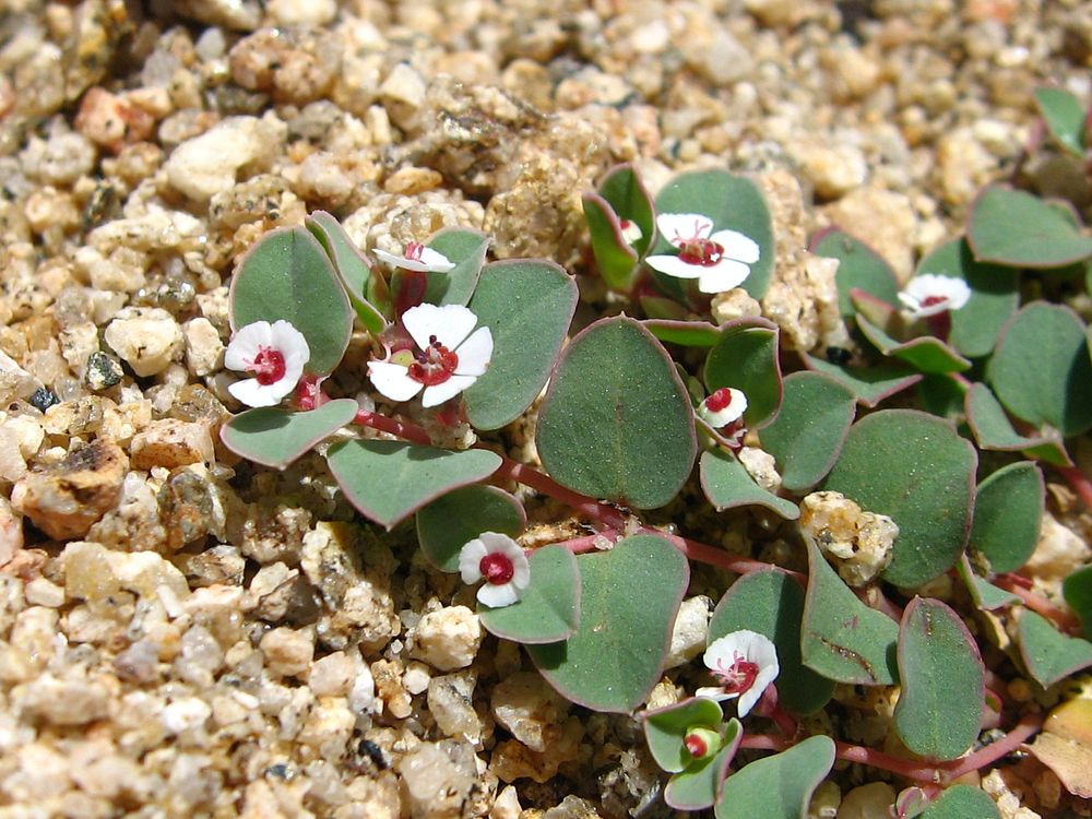 Whitemargin Sandmat (Euphorbia albomarginata); Covington Flats