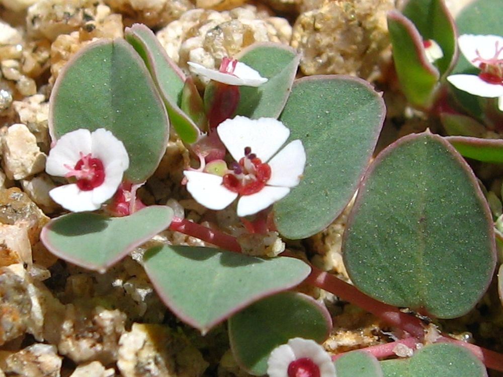 Whitemargin Sandmat (Euphorbia albomarginata); Covington Flats