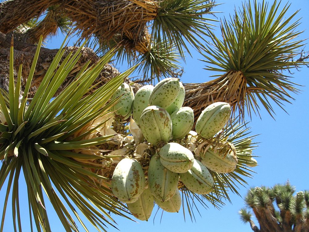 Joshua tree (Yucca brevifolia) fruit; Stubbe Springs Trail