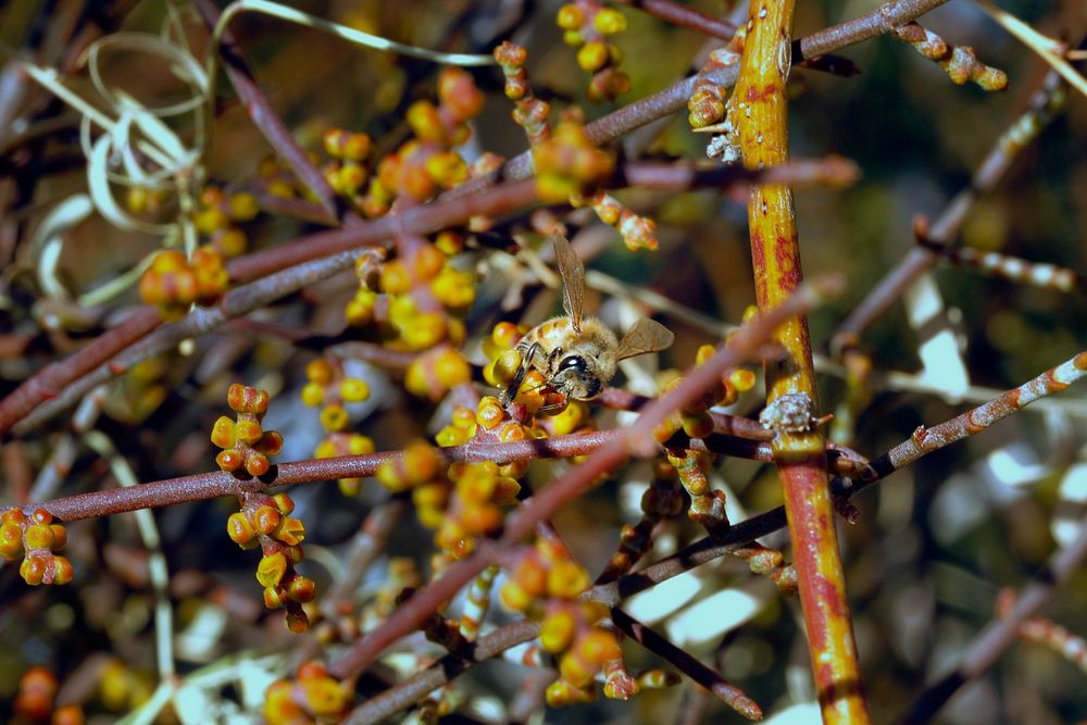 Honeybee (Apis) on desert mistletoe (Phoradendron californicum)