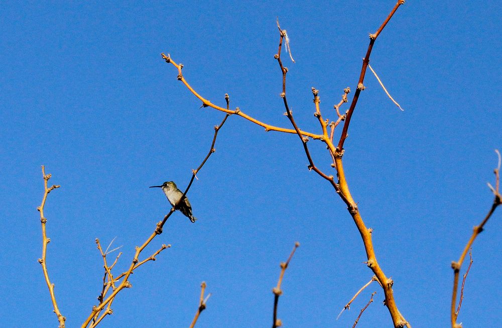 Hummingbird at Oasis of Mara