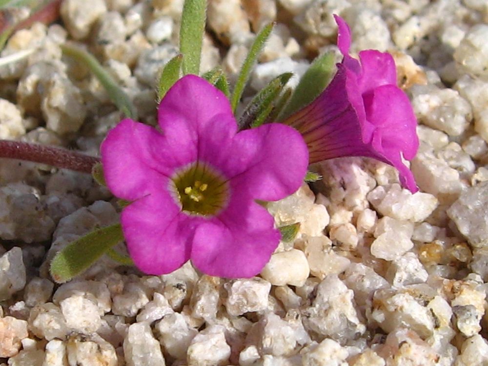 Purplemat (Nama demissum); Pinto Basin