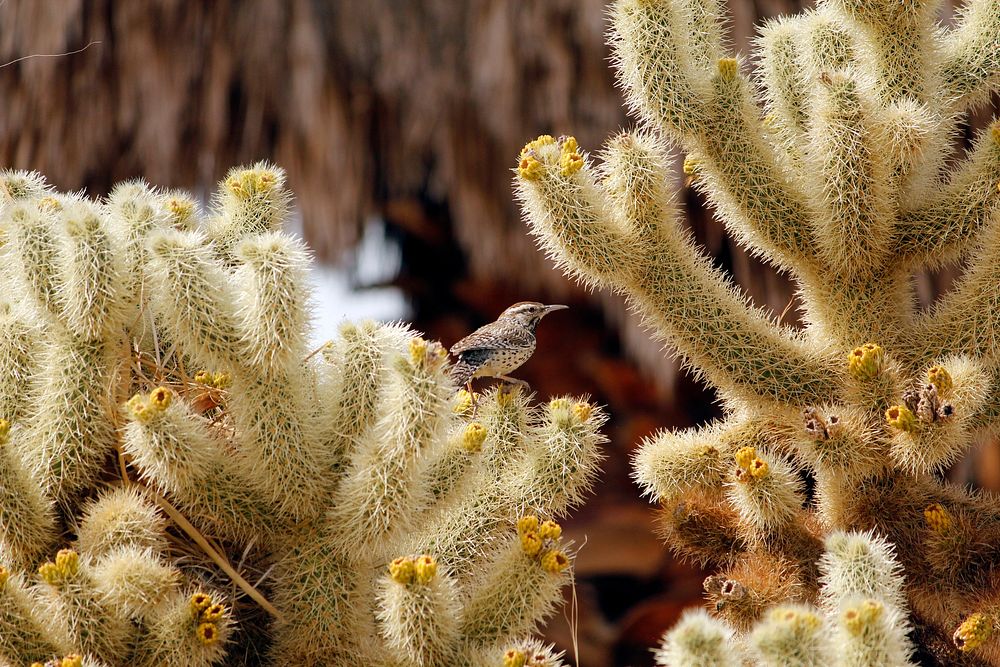 Cactus wren (Campylorhynchus brunneicapillus) building a nest