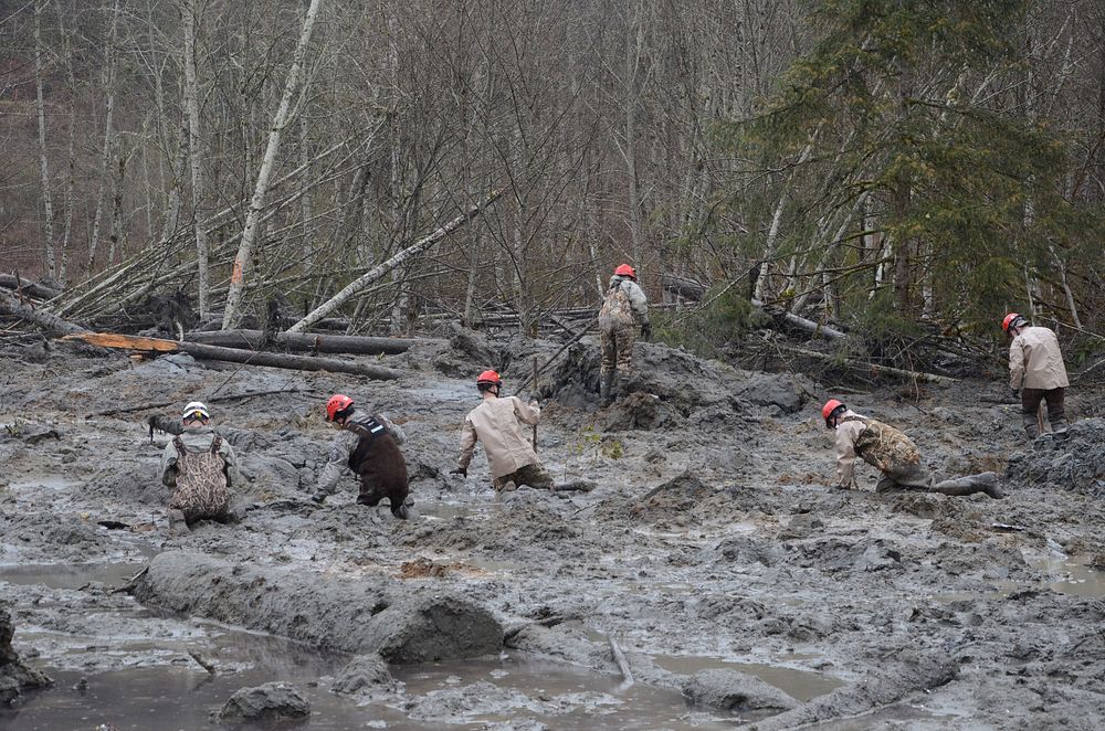 U.S. Airmen with the Washington Air National Guard wade through mud and debris looking for signs of missing persons in Oso…