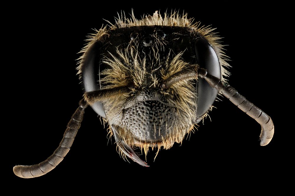 Andrena rugosa, f, face, upper marlboro, md
