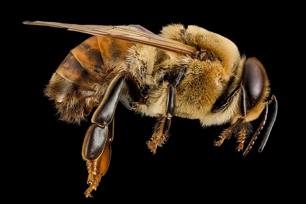Honeybee drone, m, side, MD, pg county