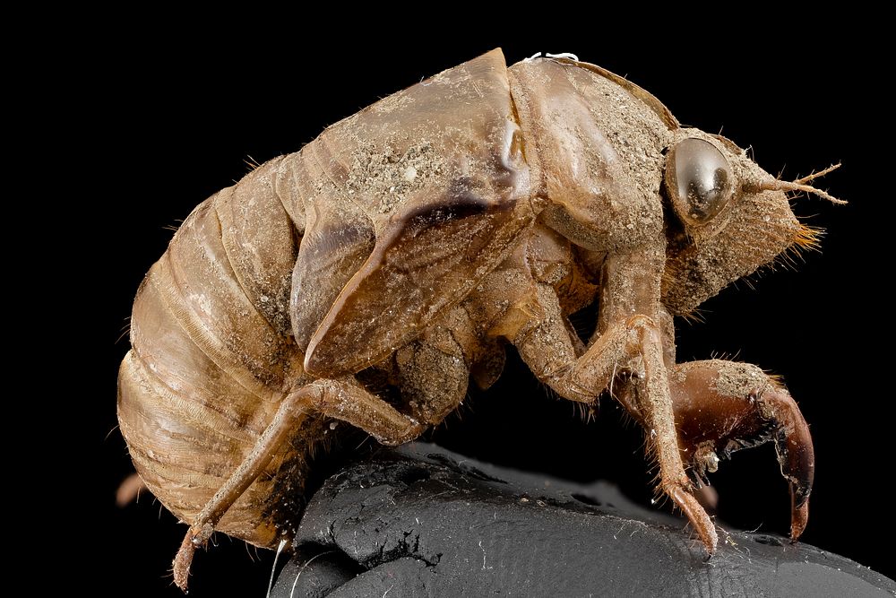 Cicada, shell, upper marlboro, md