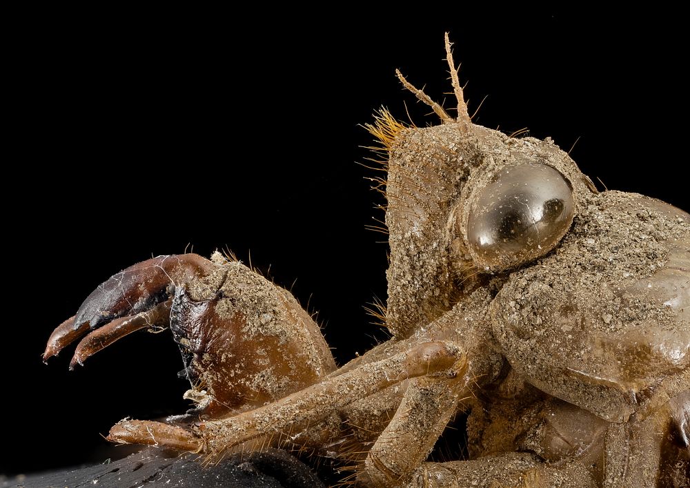 cicada, shell, side face, upper marlboro, md