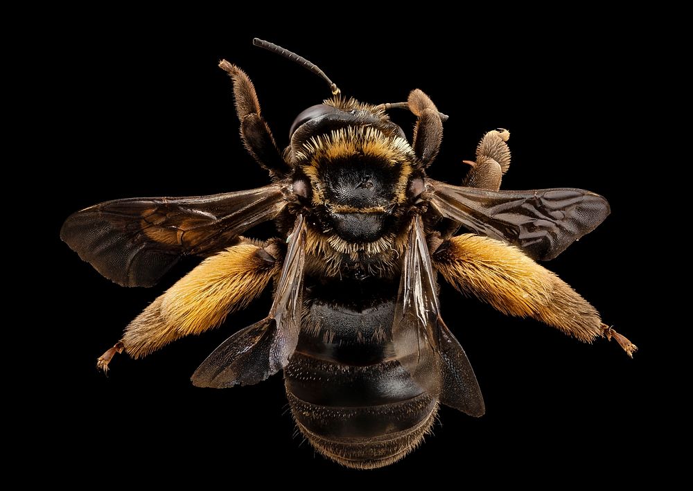 Svastra obliqua, f, back, md, kent county