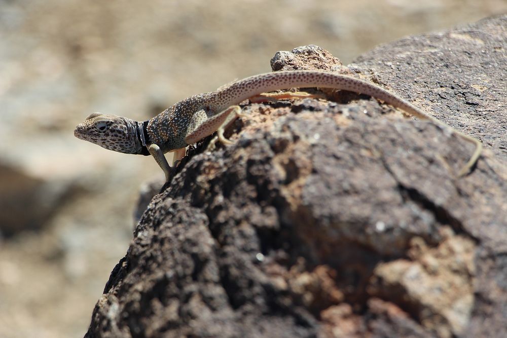 Great Basin Collared Lizard