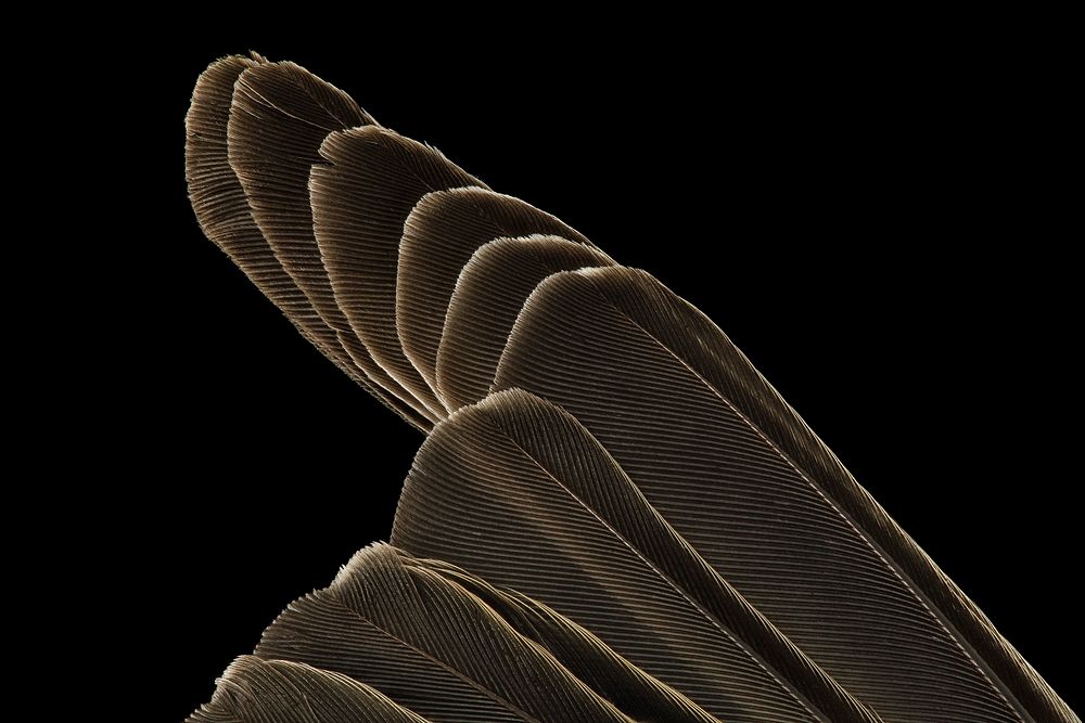 Myrtle Warbler, wing, dc