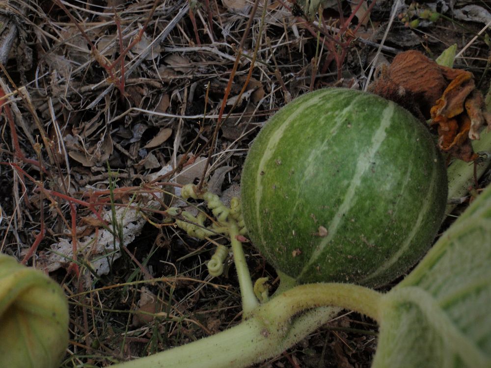 Coyote melons (Cucurbita palmata)