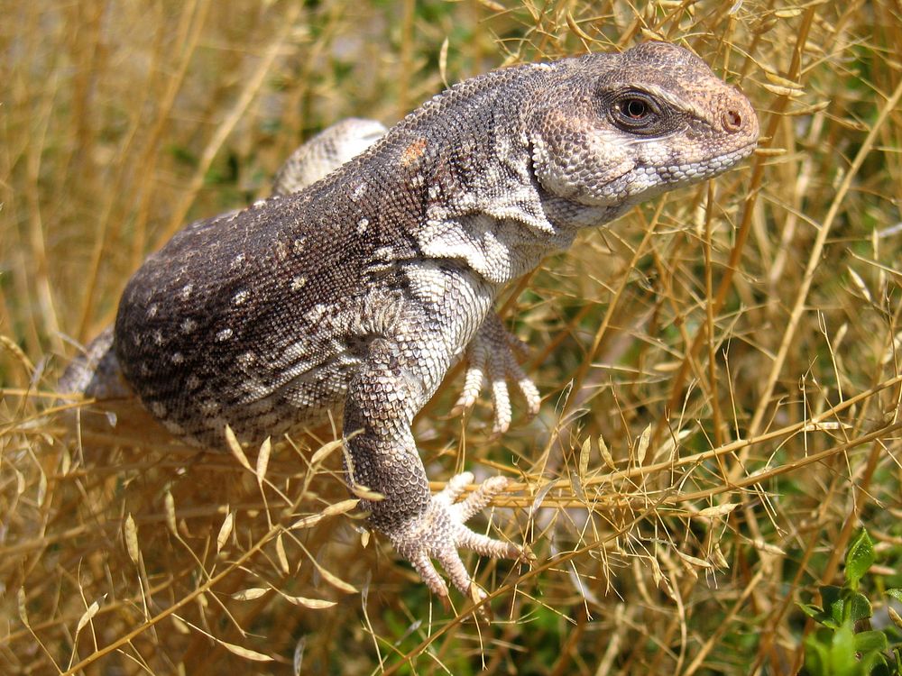 Desert iguana (Dipsosaurus dorsalis)