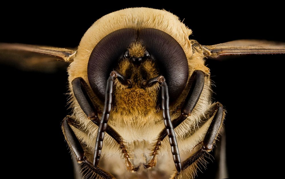 Honeybee drone, m, face, MD, pg county