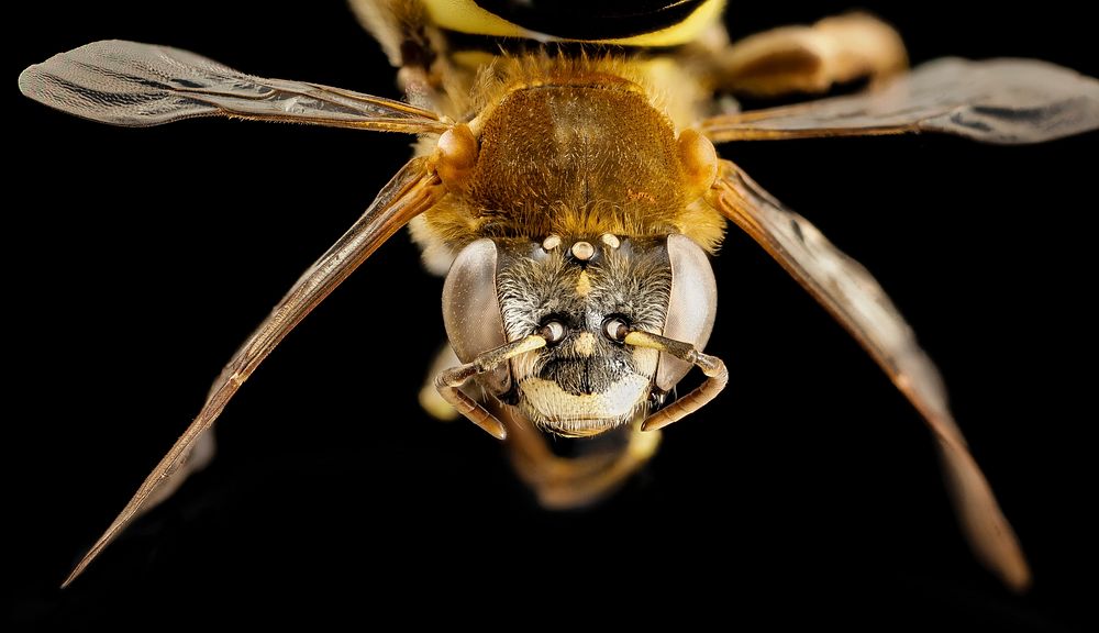 bee fur foot yellowspot, f, argentina, face