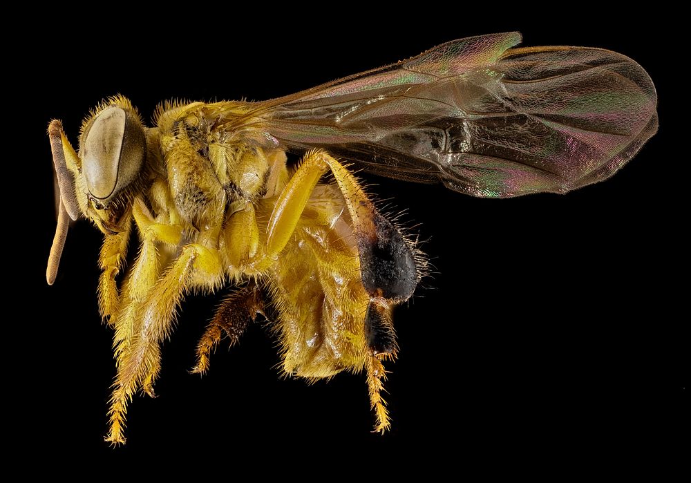 Stingless bee 1, f, side, peru