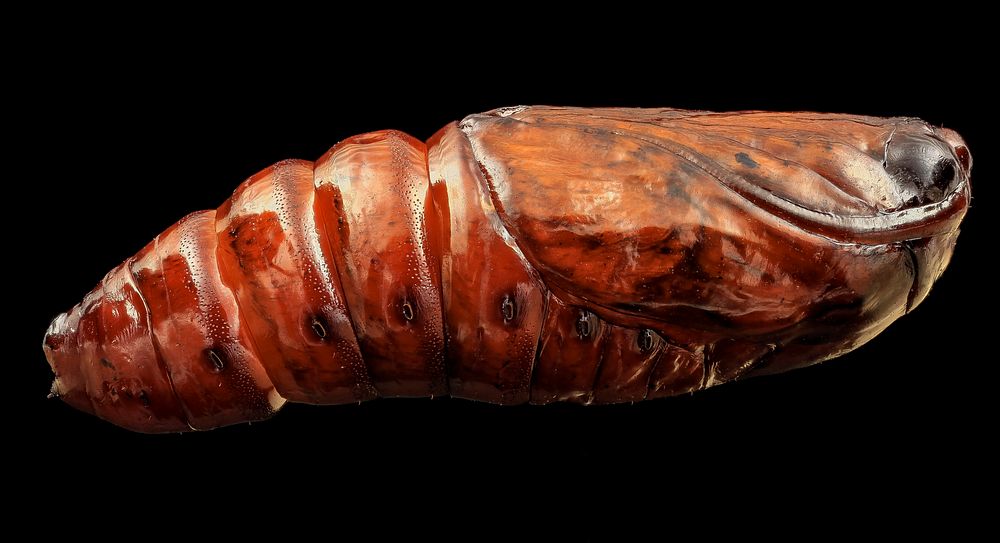 Southern armyworm, pupae, side