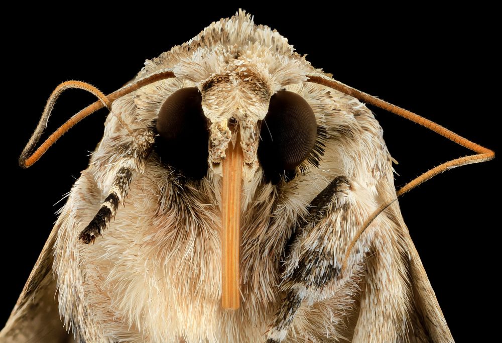 Southern Armyworm, moth, face