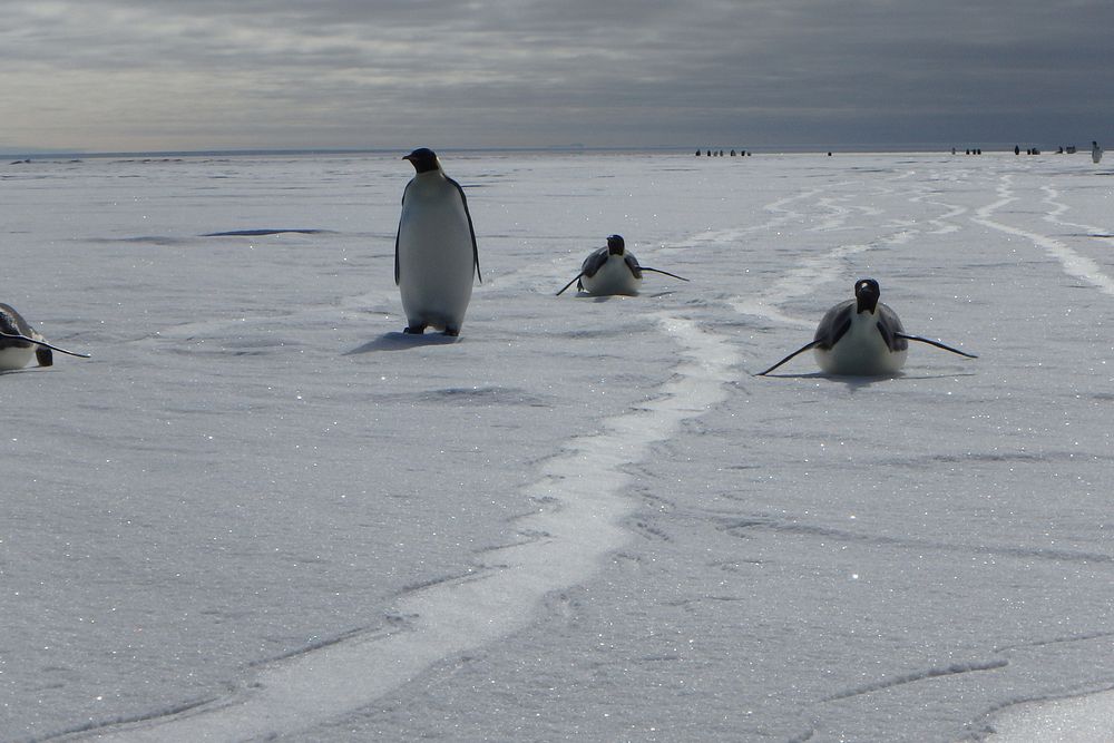 Charg&eacute; Green's visit to Antarctica, November 2014. Original public domain image from Flickr