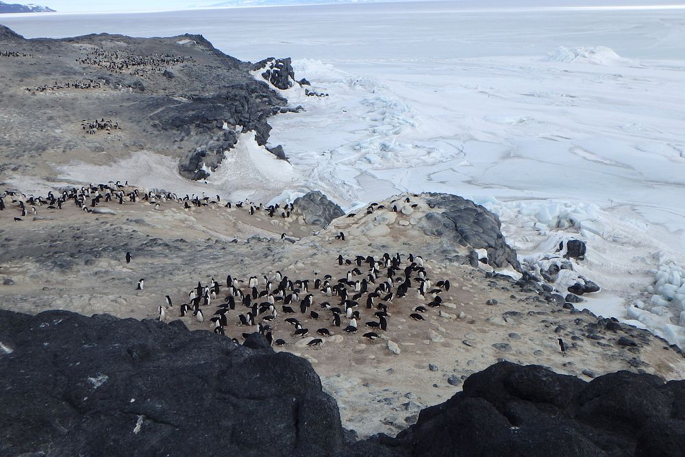 Penguin colony, Arctic animals. Original public domain image from Flickr