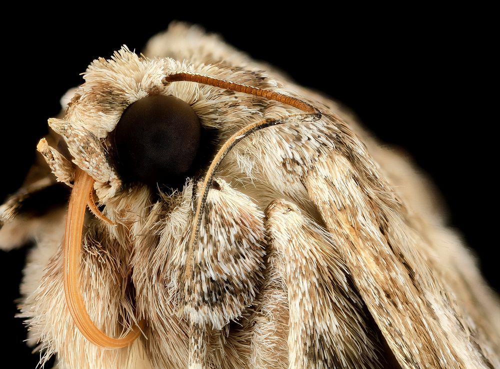Southern armyworm, moth, face 
