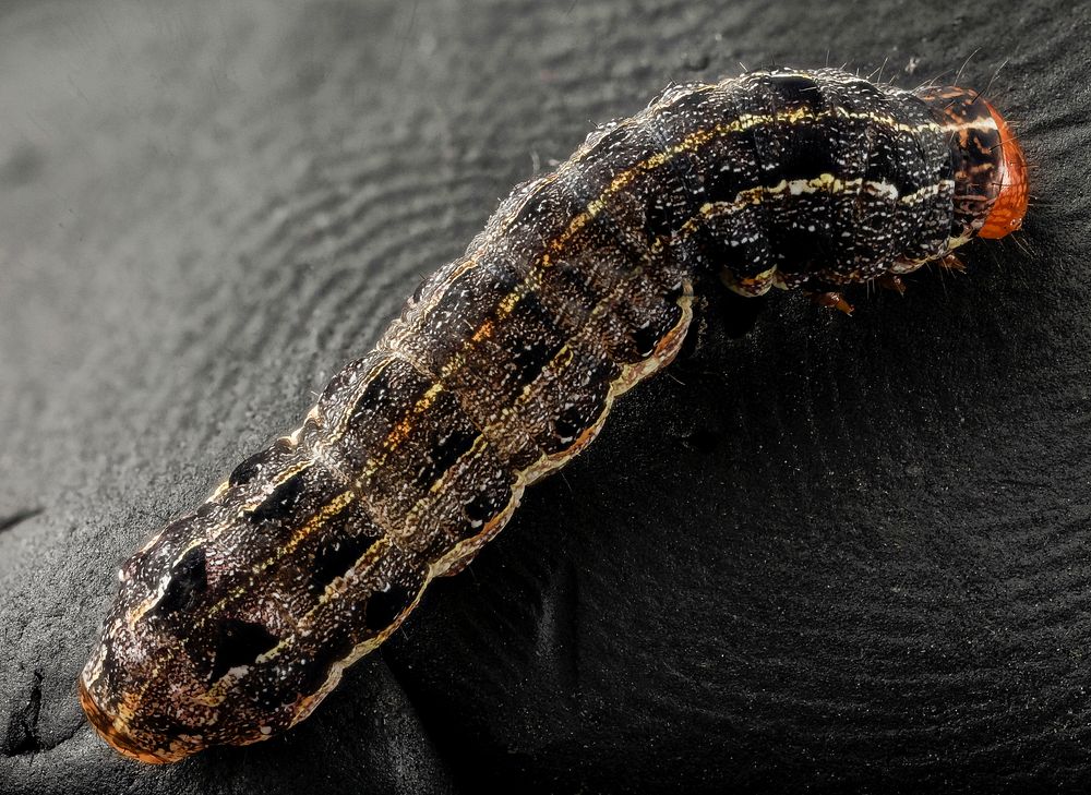 Southern armyworm, back