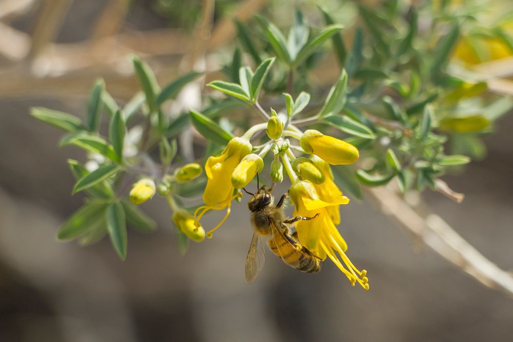 Bladderpod (Peritoma arborea) with honeybee at Rattlesnake Canyon; February 2015