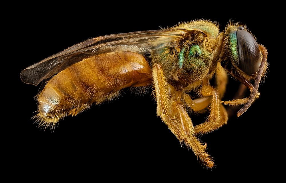 Megalopta genalis, M, side, panama, Free Photo rawpixel