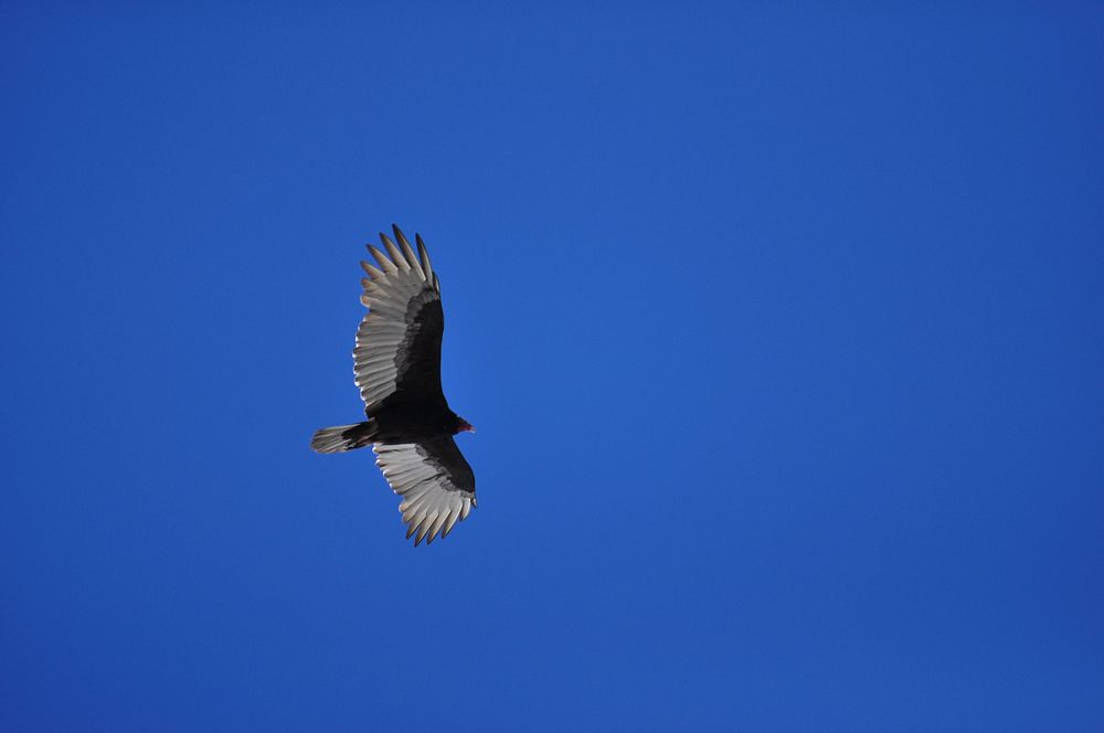 Flying Turkey Vulture in sky