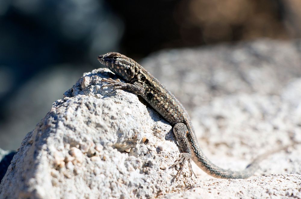 Western Side-blotched Lizard (Uta stansburiana | Free Photo - rawpixel