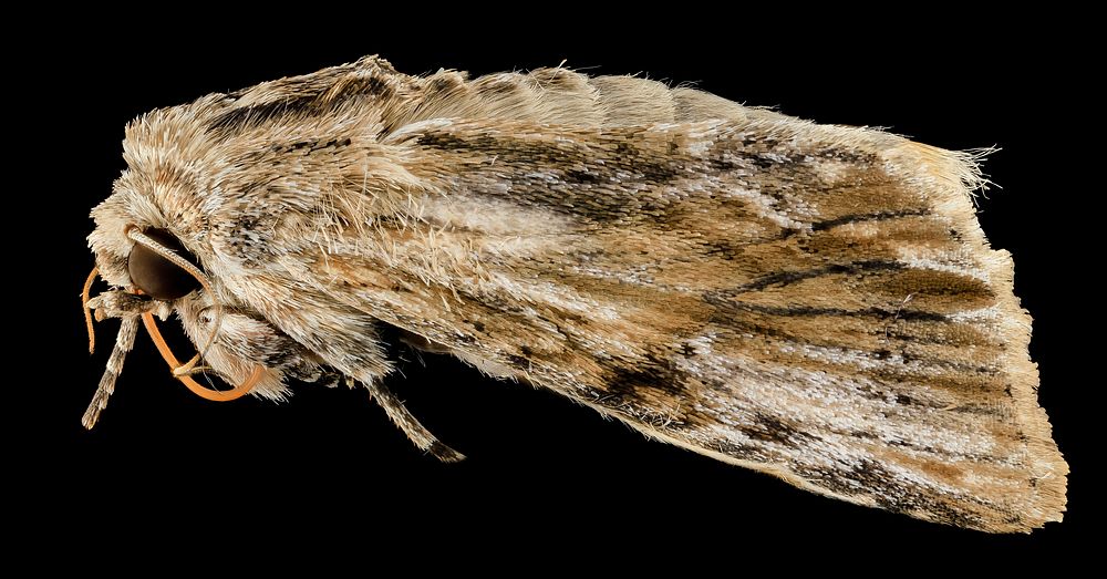 Southern armyworm, moth,side