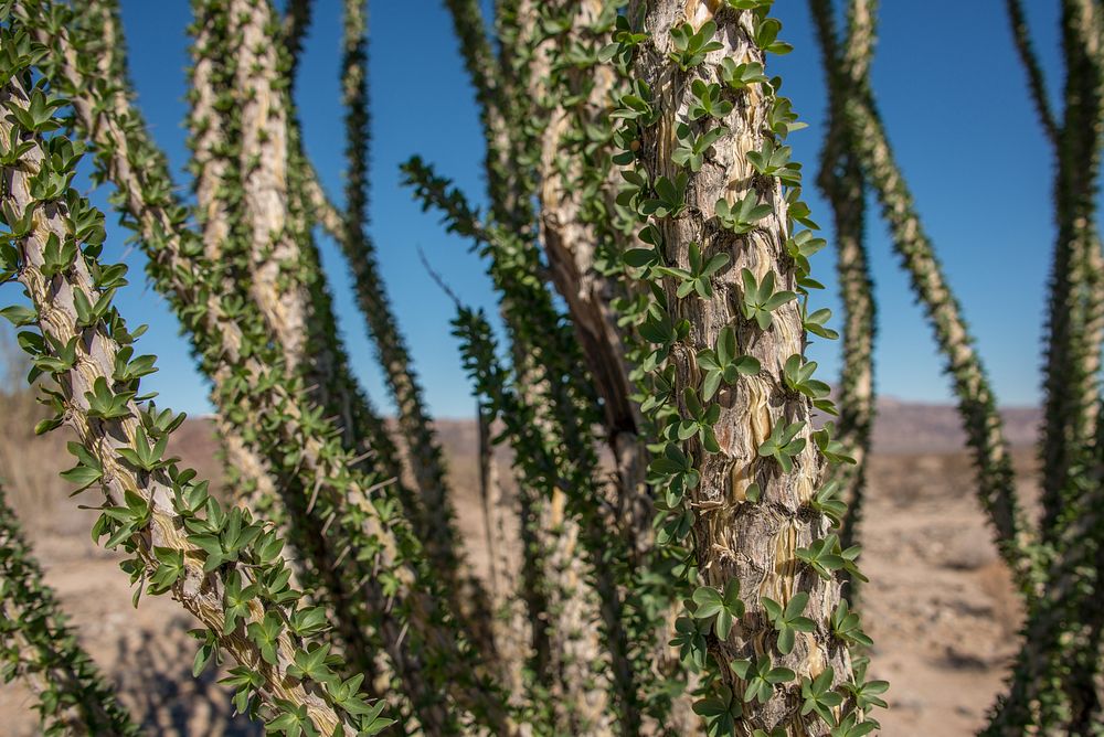 Ocotillo with leaves