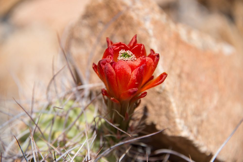 Mojave mound cactus (Echinocereus mojavensis); 3/13/2015