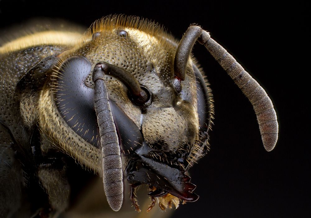 Brachygastra mellifica. Portrait of a Mexican Honey Wasp. San Antonio, Texas, USA  