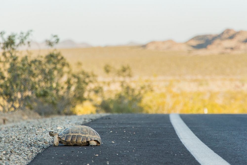 Desert tortoise (Gopherus agassizii); crossing roadway
