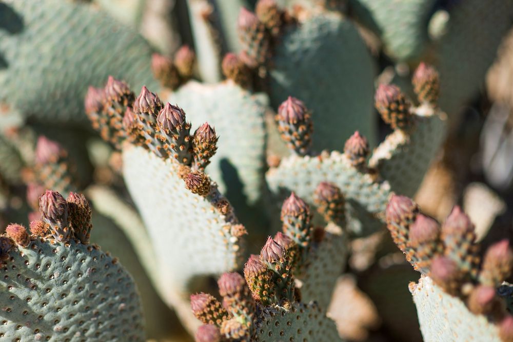 Beavertail cactus (Opuntia basilaris var. basilaris) buds
