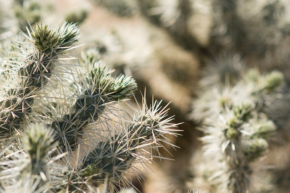 Silver cholla (Cylindropuntia echinocarpa)