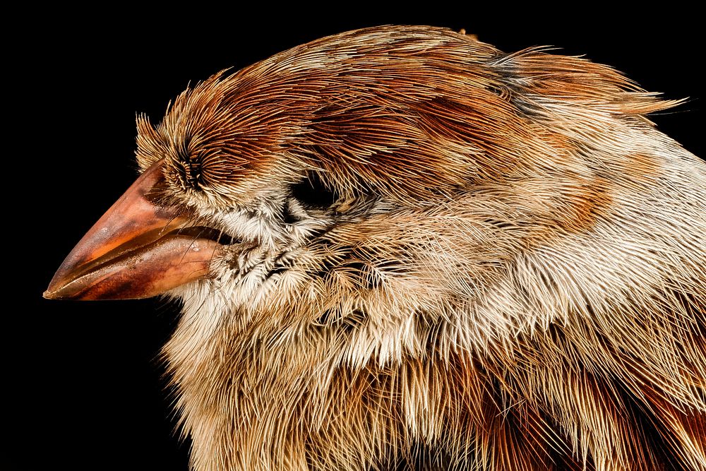 Field sparrow, washington d.c