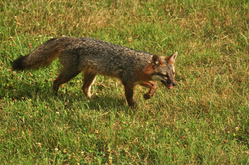 Gray Fox on the lawn at the Oak Ridge Federal Building 