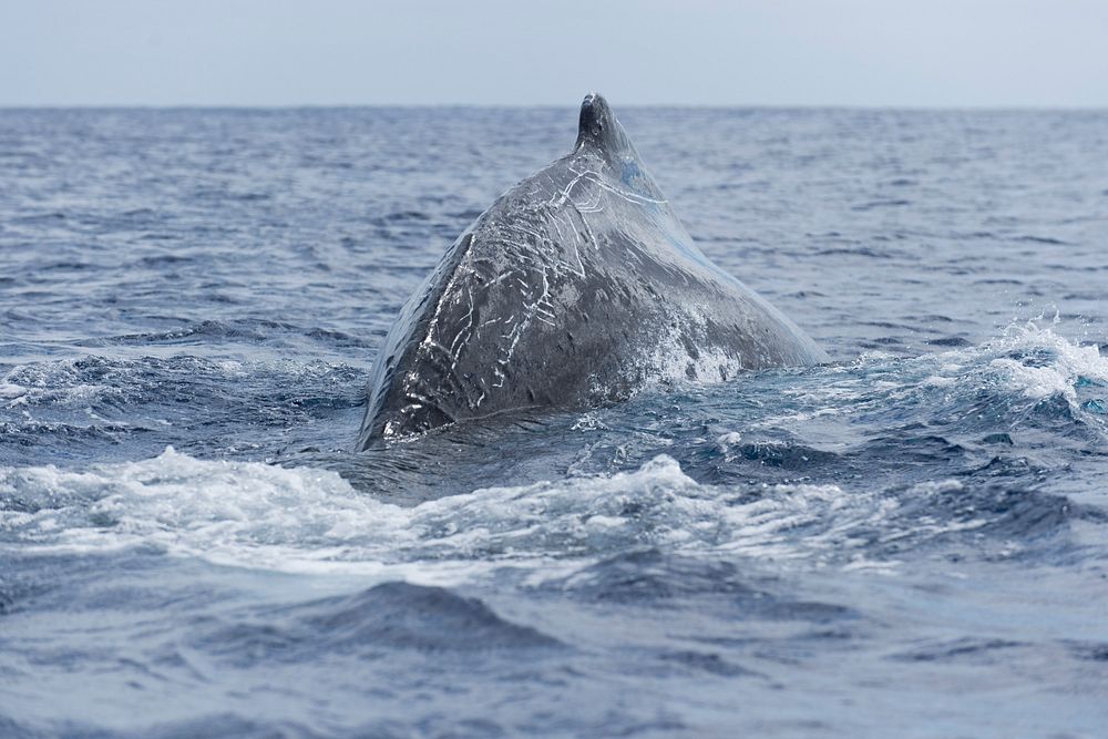 Whale Research in Rarotonga, September 1, 2015.Original public domain image from Flickr