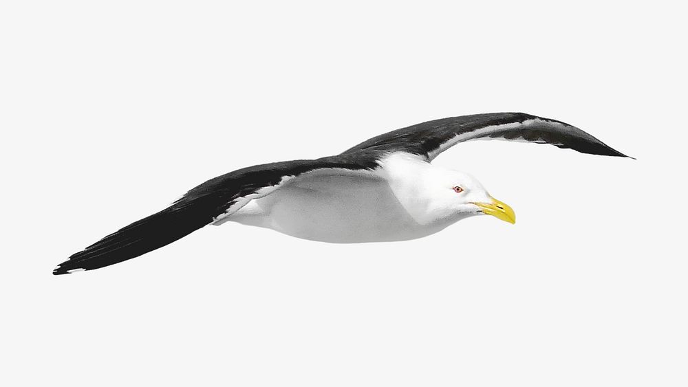 Gull bird, isolated object on white