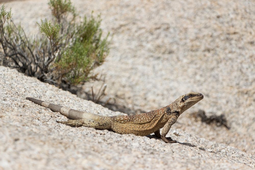 Chuckwalla (Sauromalus ater) at White Tank Campground