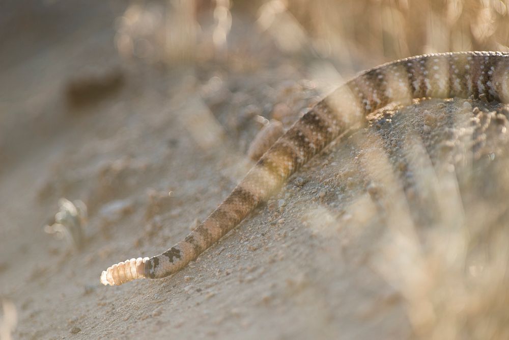 Speckled Rattlesnake (Crotalus mitchellii)