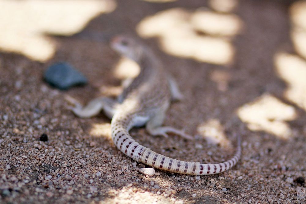 Desert Iguana shedding skin