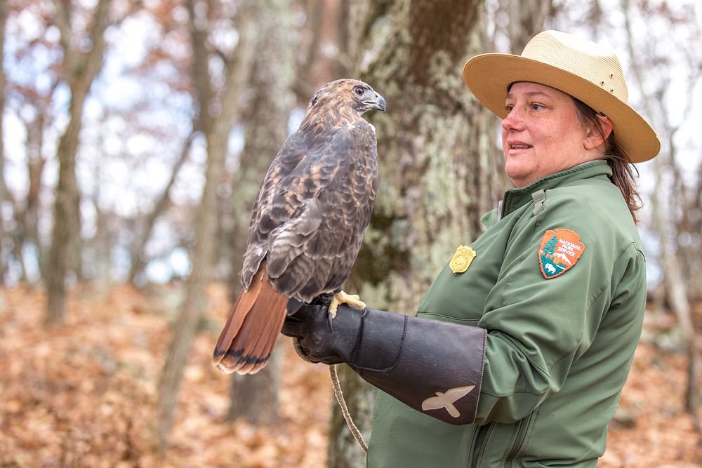 Bird of Prey Program