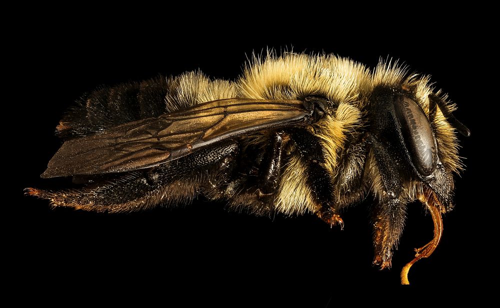 Megachile gemula, f, side, Maine, Du Clos