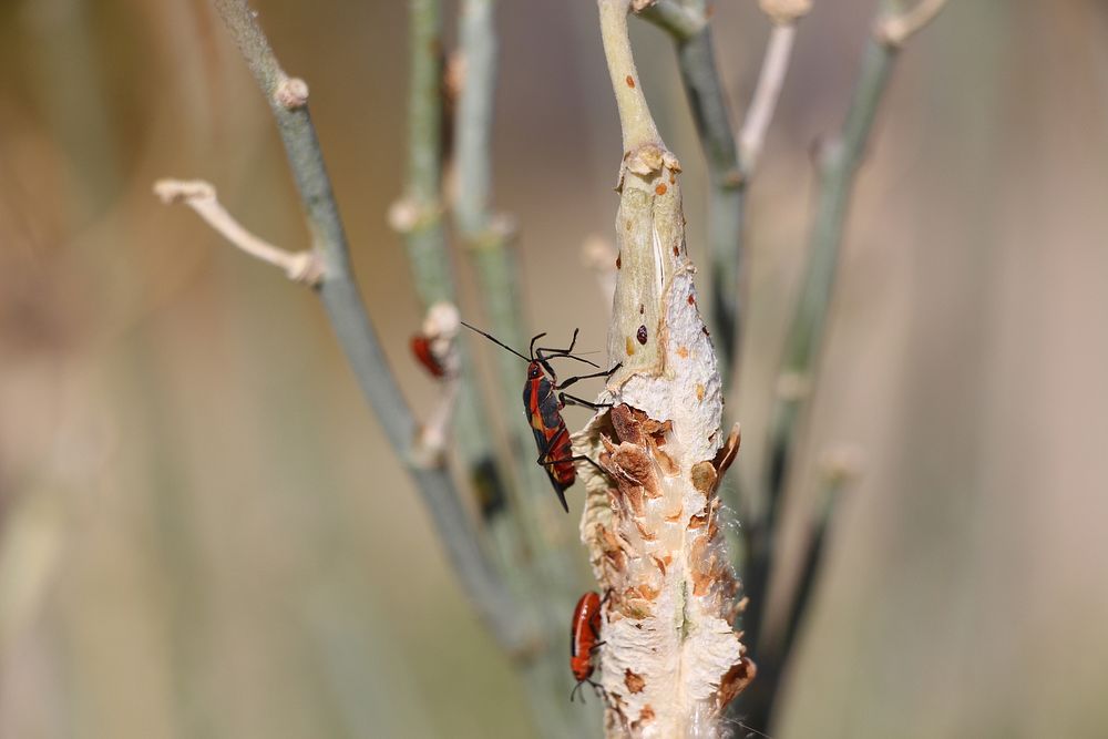 Milkweed Beetle