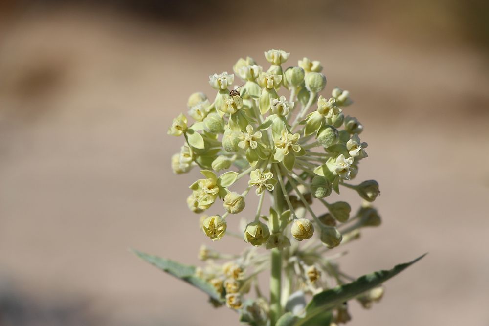 Desert milkweed.