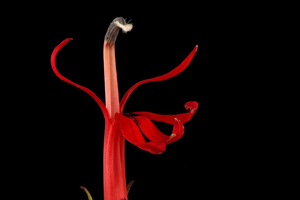 Lobelia cardinalis 3, Cardinal Flower, Howard County, MD